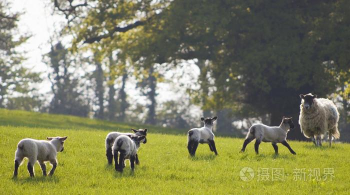 健康的羊和牲畜田园乡村英国